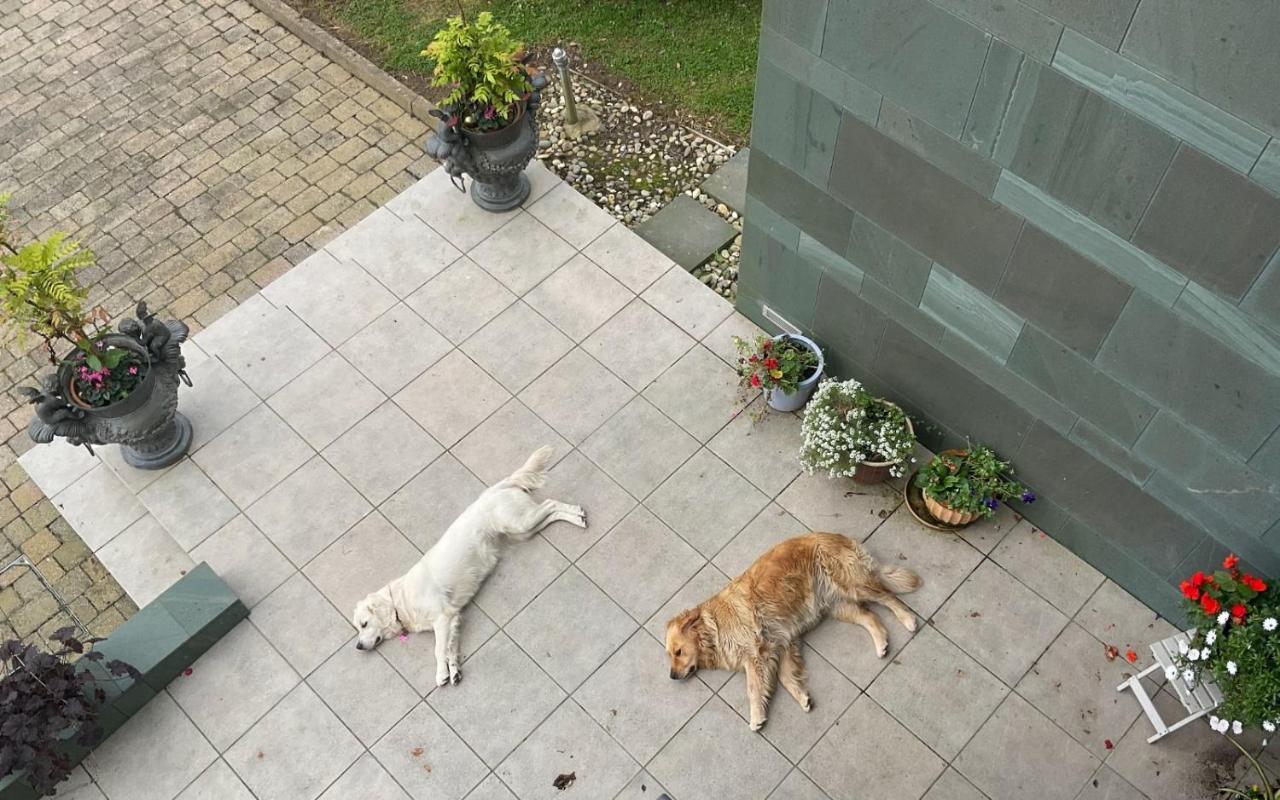 Hazelwood Country House Adare Ngoại thất bức ảnh